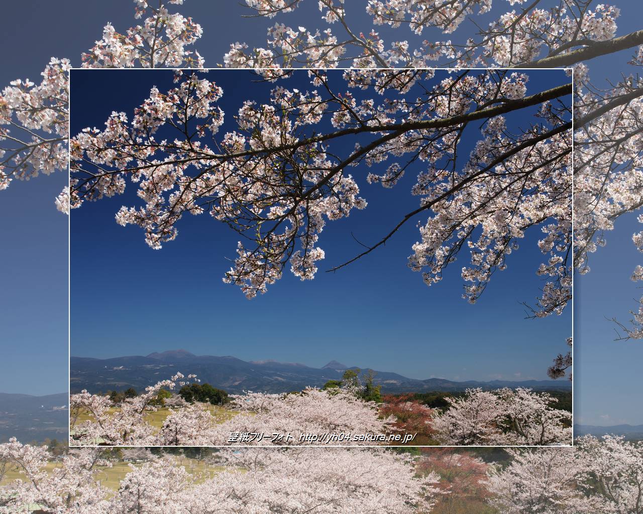 丸岡公園の桜と霧島連山をモチーフしました 「高画質＋高解像度(1280×1024)」デスクトップ無料壁紙」