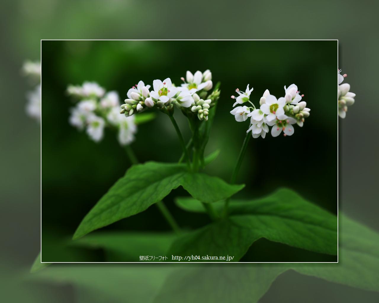 そばの花をモチーフしました 「高画質＋高解像度(1280×1024)」デスクトップ無料壁紙」