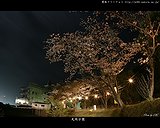 丸岡公園の夜桜